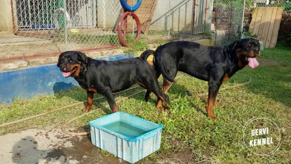 mating rottweiler phối giống đực nhập bruno