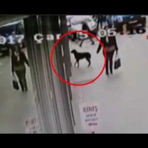 video shows hungry stray dog knocking on supermarket’s window in turkey’s kocaeli