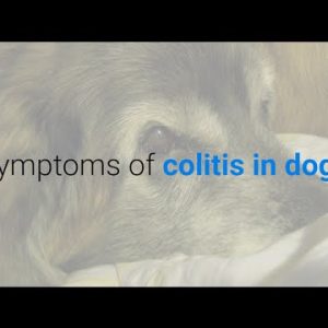 9 symptoms of colitis in dogs