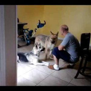 dogs listening to the commands, food taking