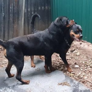 cặp phối giống rottweiler đẹp để chờ đợi: marvin gặp nancy