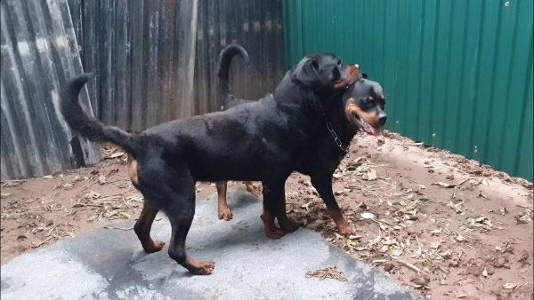 cặp phối giống rottweiler đẹp để chờ đợi: marvin gặp nancy