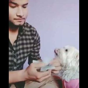 cash counting dog, cute action and funny dog videos