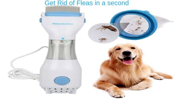 how to get rid of fleas on your pet like dog or cat at home