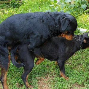 phối giống bruno & cynia| phối giống rottweiler gervi hn