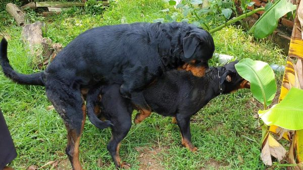 phối giống bruno & cynia| phối giống rottweiler gervi hn