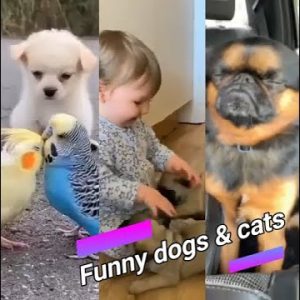 #shorts 😍 funny dogs and cats compilation 3 😍