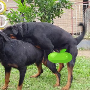 tại sao cần người đỡ phối? phối giống rottweiler gervi hà nội 098 111 5000