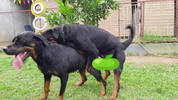 tại sao cần người đỡ phối? phối giống rottweiler gervi hà nội 098 111 5000