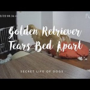 golden retriever tears bed apart on furbo dog camera