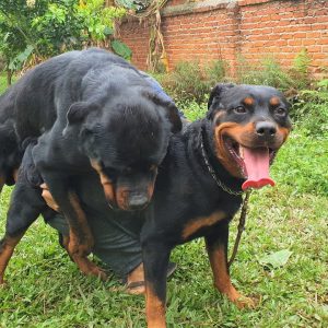 t10: phối giống chó rottweiler vô Địch vn loki gervi hà nội