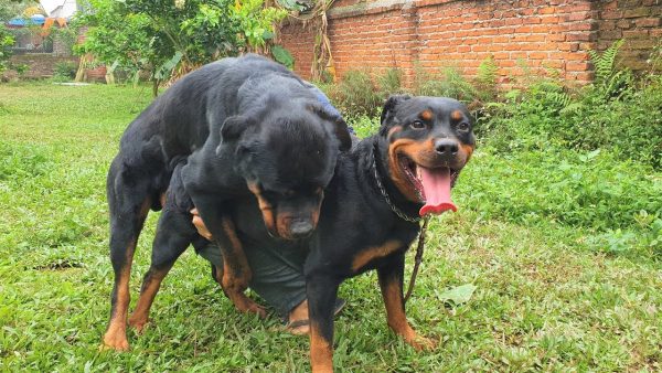 t10: phối giống chó rottweiler vô Địch vn loki gervi hà nội