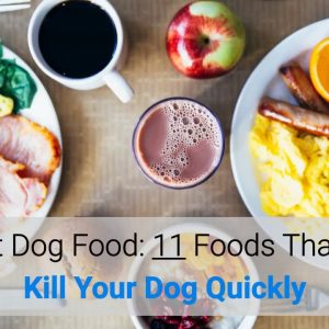 worst dog food: 11 foods that will kill your dog quickly