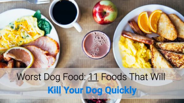 worst dog food: 11 foods that will kill your dog quickly