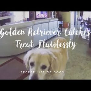 golden retriever catches furbo treat flawlessly