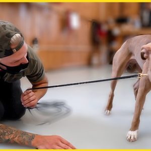 terrified pitbull's life changed after this...