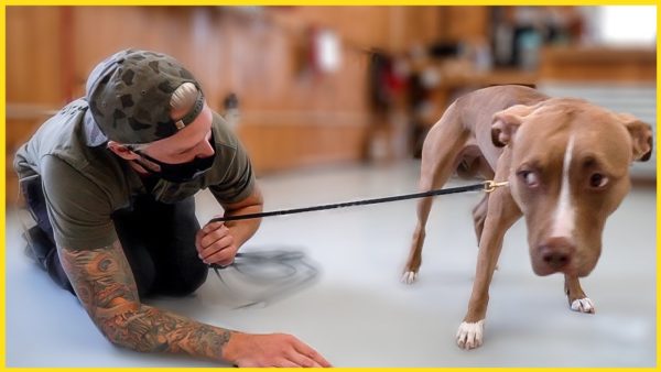 terrified pitbull's life changed after this...