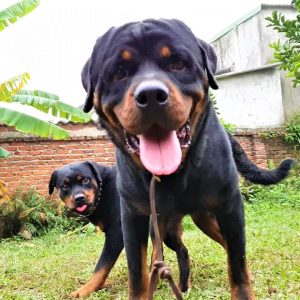 phối giống chó rottweiler vô địch loki p3