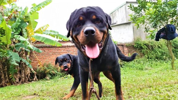 phối giống chó rottweiler vô địch loki p3