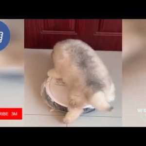 dogs funniest video compilation ,laughtrip