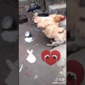 dog fight with cock funy video :)