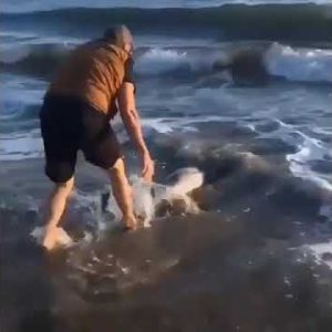 guy saved this baby dolphin 🤩😍humanity lives🤩 #shorts