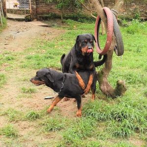 t3 mating rottweiler cặp đôi số 5 2020 marvin& dina| gervi hà nội 098 1115000