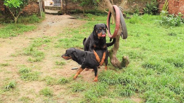 t3 mating rottweiler cặp đôi số 5 2020 marvin& dina| gervi hà nội 098 1115000