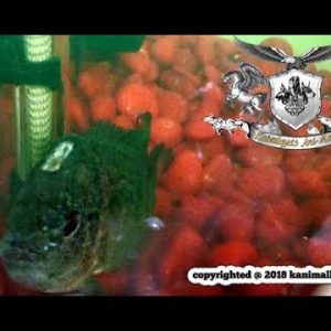 super red dragon flowerhorn with injured head white spot disease