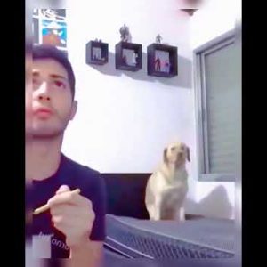 funny cute dog videos 😂🔥😹 🤣 try to not laugh challenge🤣 🐶 #shorts