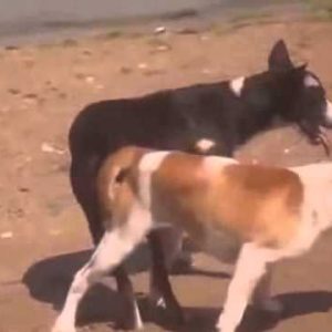 animals mating animals funny dogs mating and stuck