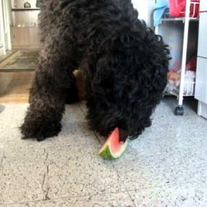 monster dog will eat your watermelon !!!