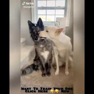 funny dog videos dogs #hilarious #reactions #shorts 2