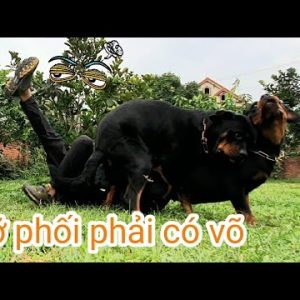 lấy giống chó: ngã ngửa mấy lần mới phối giống xong loki &siro mating| rottweiler gervi