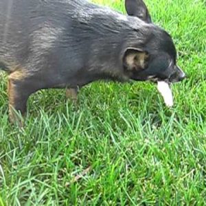 chihuahua and min pin barf diet (bones and raw food)