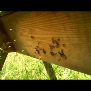 top bar hive treatment free bees