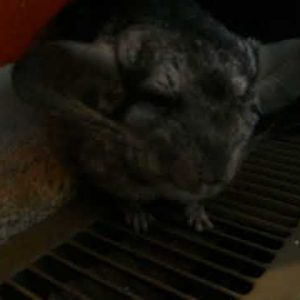 chinchilla massage