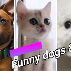 #shorts 🐶😍 funny dogs and cute cats compilation 23 😍🐱