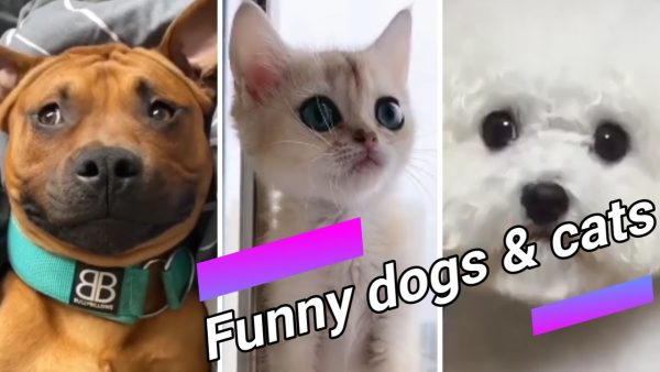 #shorts 🐶😍 funny dogs and cute cats compilation 23 😍🐱