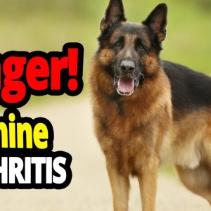 🐕 canine arthritis and the aging dog signs and treatment!