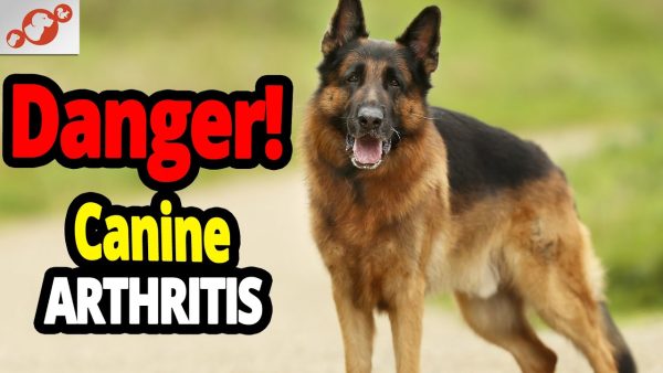 🐕 canine arthritis and the aging dog signs and treatment!