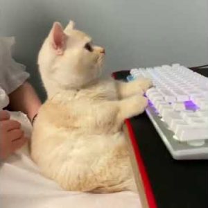 she is busy with her pc 😂😂🤩 funny cat video #shorts