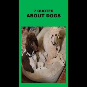 7 quotes about dogs #shorts