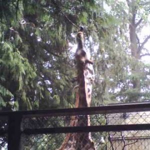 giraffes eating pine needles