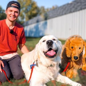 this dog was a nightmare on the leash until...