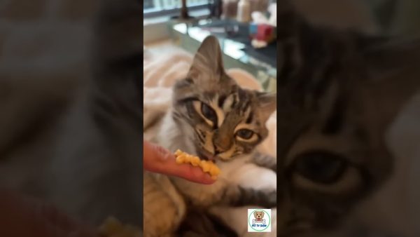 feeding the baby #pets #doglover #cute #puppy #cats #catlover #youtube #shorts