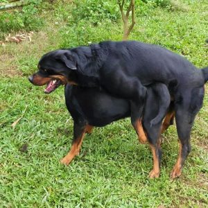 rottweiler mating