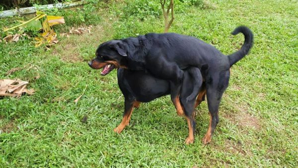 rottweiler mating