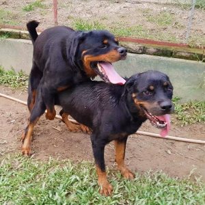 phối giống rottweiler mating top breeding plan of gervi