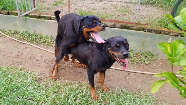 phối giống rottweiler mating top breeding plan of gervi